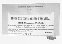 Uromyces trifolii image